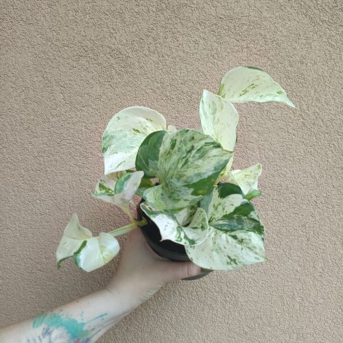 Epipremnum Happy Leaf